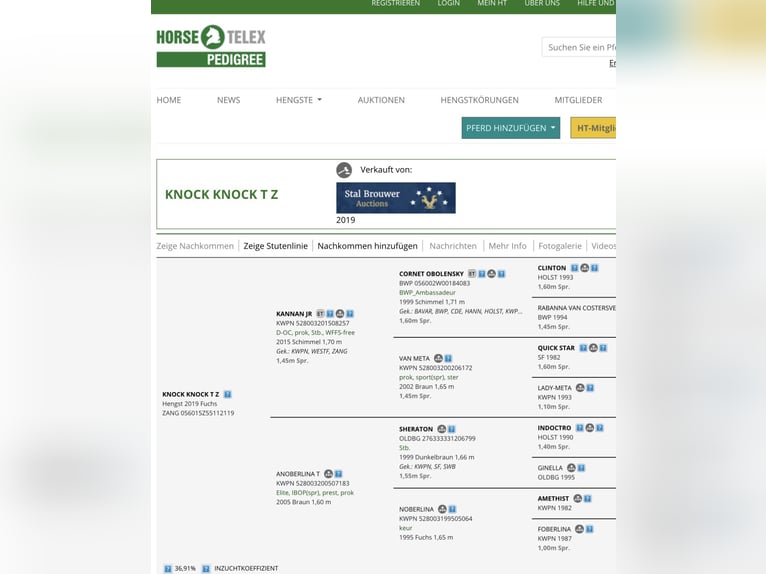 Zangersheider Wallach 7 Jahre 168 cm Apfelschimmel in Haldensleben