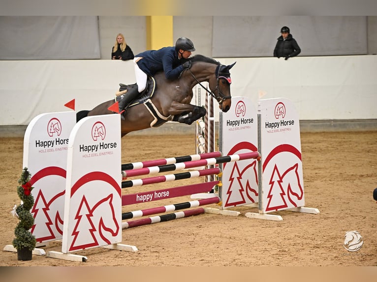 Zangersheider Wallach 7 Jahre 168 cm Brauner in Memmingen