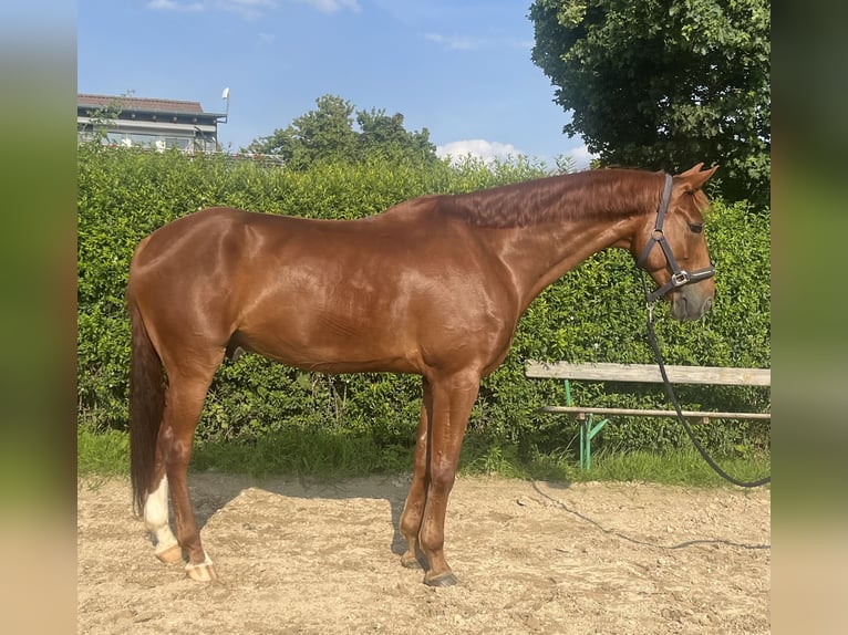 Zangersheider Wallach 7 Jahre 168 cm Fuchs in Ro&#xDF;dorf