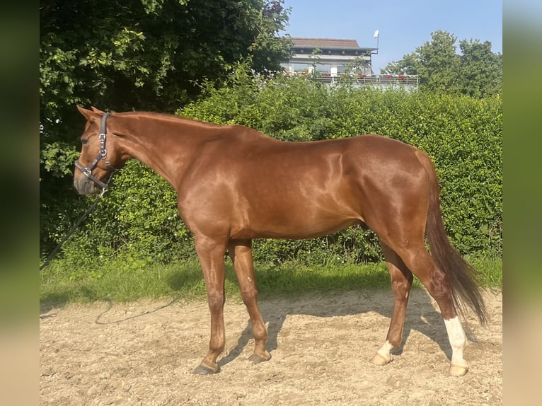 Zangersheider Wallach 7 Jahre 168 cm Fuchs in Ro&#xDF;dorf