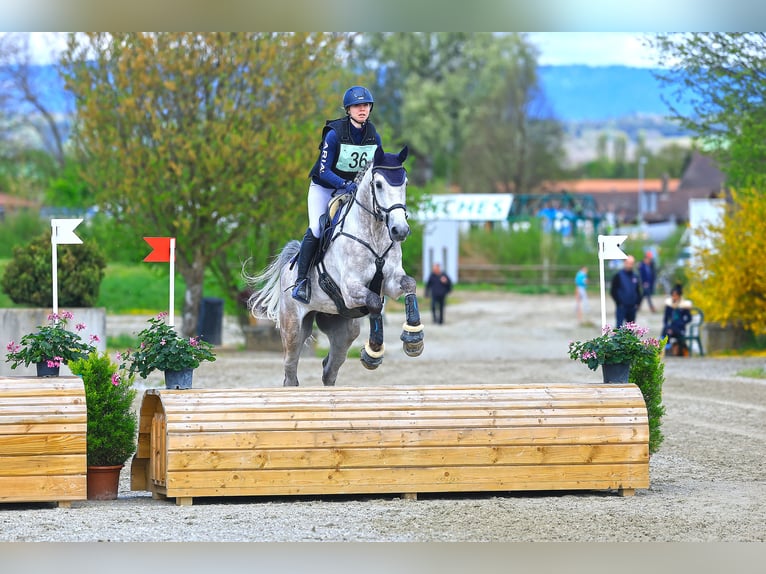 Zangersheider Wallach 7 Jahre 168 cm Schimmel in Egg b. Zürich