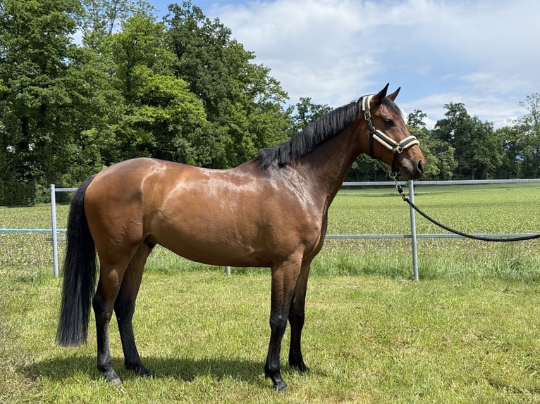 Zangersheider Wallach 7 Jahre 169 cm Brauner in Staad SG