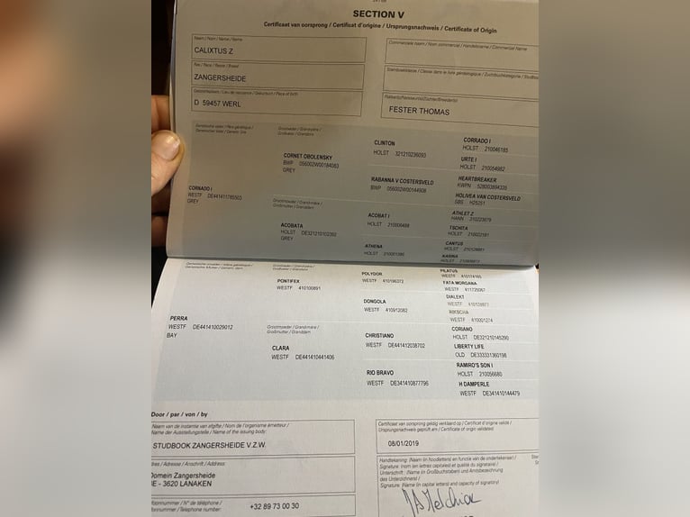 Zangersheider Wallach 7 Jahre 169 cm Schimmel in Paruszka Zangersheider Wallach 7 Jahre 169 cm Schimmel in Paruszka