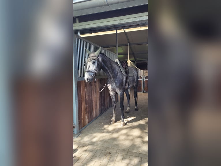 Zangersheider Mix Wallach 7 Jahre 170 cm Apfelschimmel in Kolkwitz