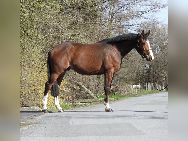 Zangersheider Wallach 7 Jahre 170 cm Brauner in Verl