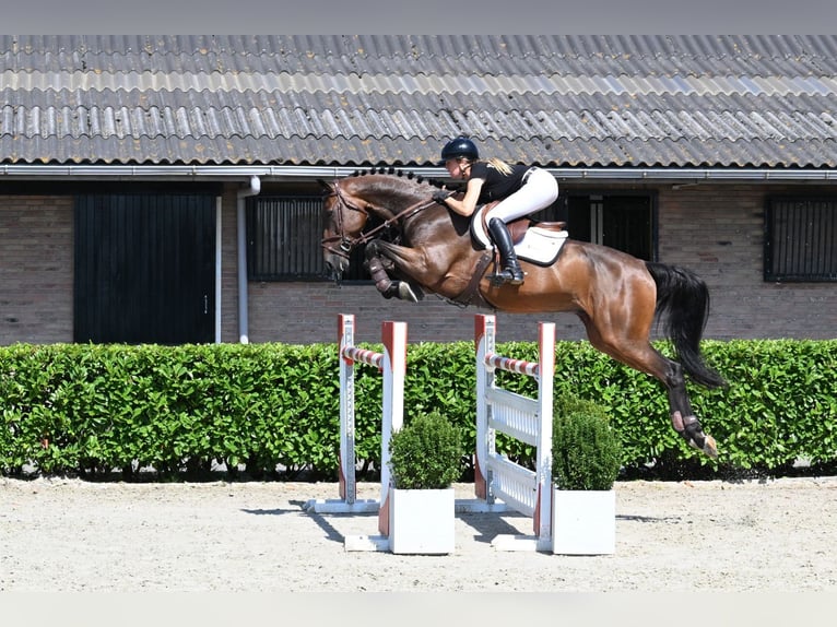 Zangersheider Wallach 7 Jahre 170 cm Brauner in Waddinxveen