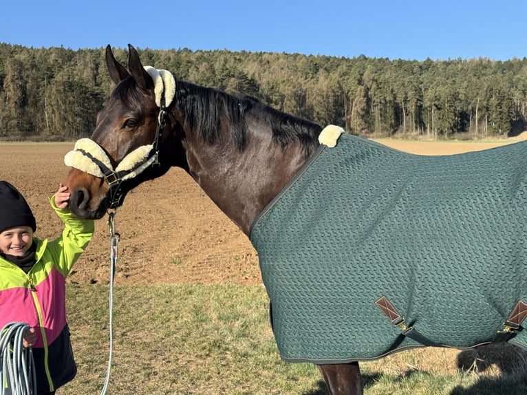 Zangersheider Wallach 7 Jahre 170 cm Brauner in Rh&#xF6;nblick