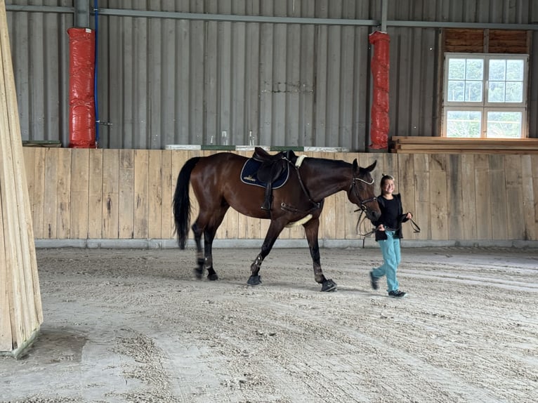 Zangersheider Wallach 7 Jahre 170 cm Brauner in Rh&#xF6;nblick