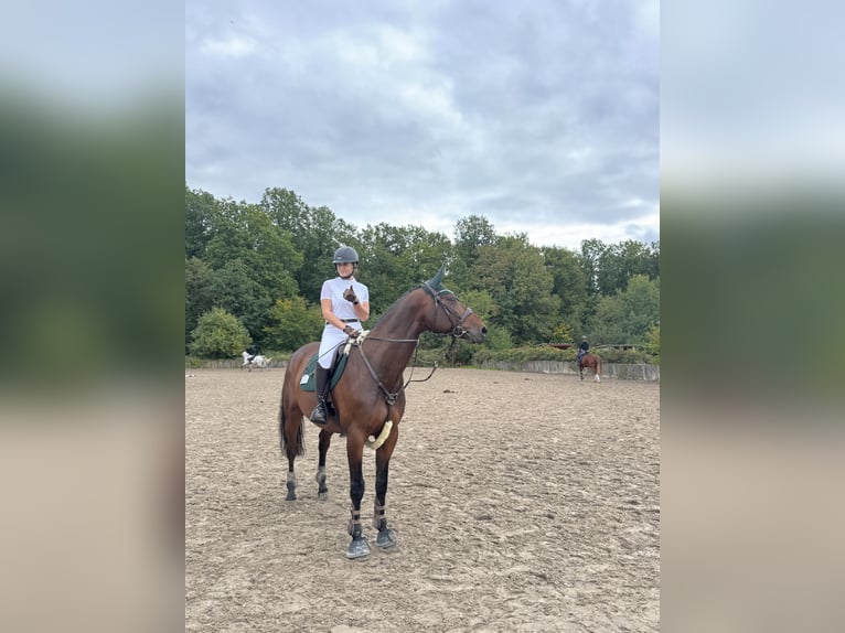 Zangersheider Wallach 7 Jahre 170 cm Brauner in Rh&#xF6;nblick