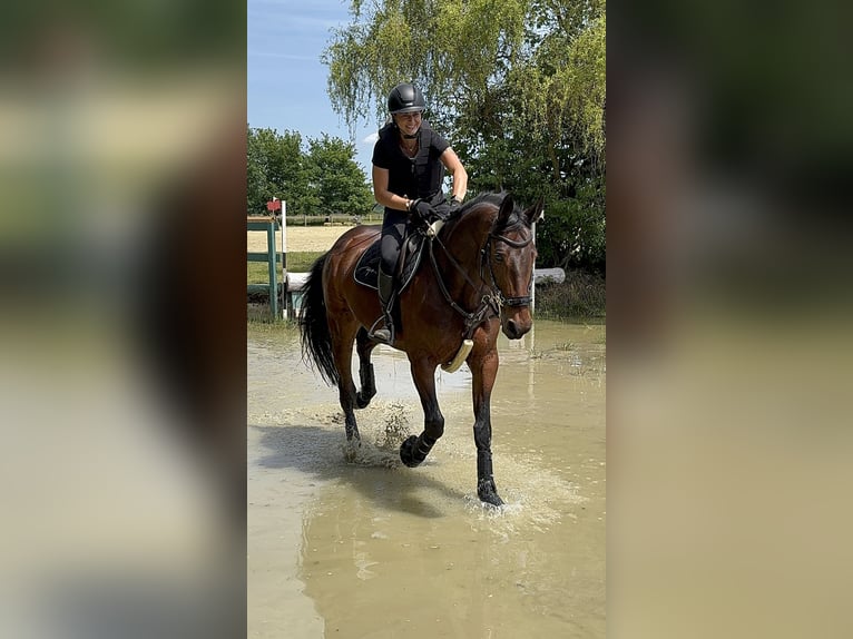 Zangersheider Wallach 7 Jahre 170 cm Brauner in Rh&#xF6;nblick