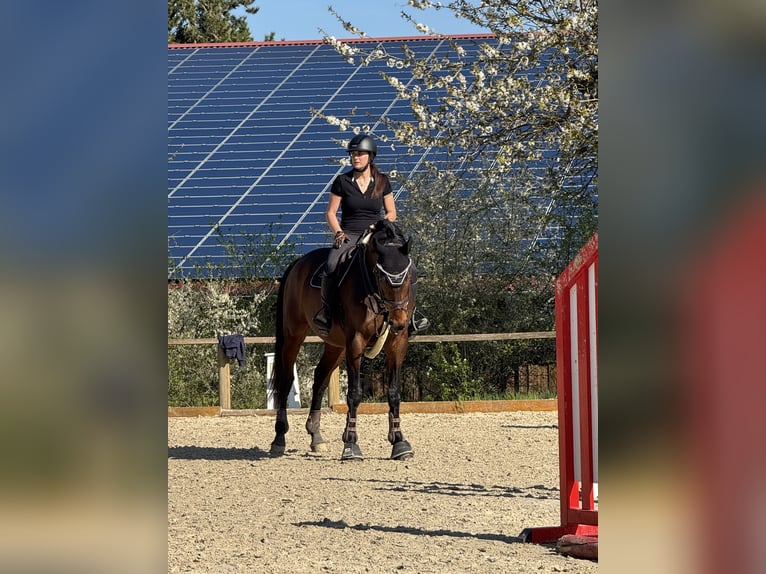 Zangersheider Wallach 7 Jahre 170 cm Brauner in Rh&#xF6;nblick