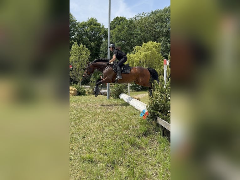 Zangersheider Wallach 7 Jahre 170 cm Brauner in Rh&#xF6;nblick