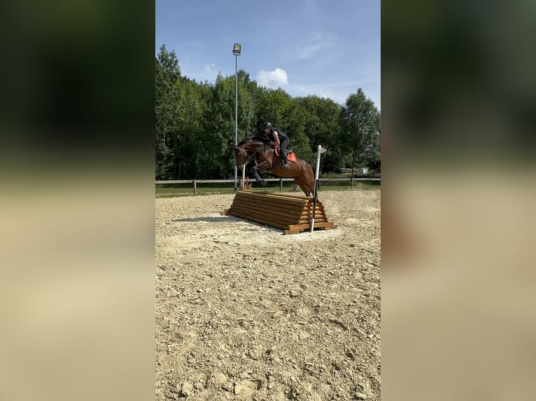 Zangersheider Wallach 7 Jahre 170 cm Brauner in Rh&#xF6;nblick