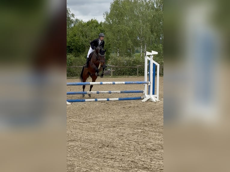 Zangersheider Wallach 7 Jahre 170 cm Brauner in Rh&#xF6;nblick