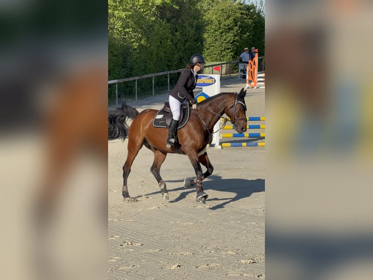 Zangersheider Wallach 7 Jahre 170 cm Brauner in Rh&#xF6;nblick