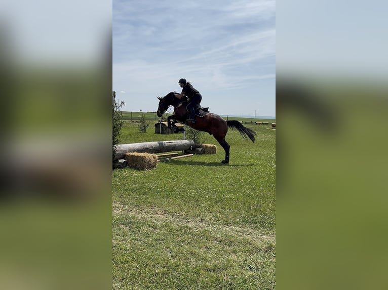 Zangersheider Wallach 7 Jahre 170 cm Brauner in Rh&#xF6;nblick