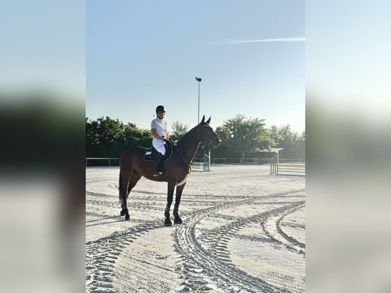 Zangersheider Wallach 7 Jahre 170 cm Brauner in Rh&#xF6;nblick