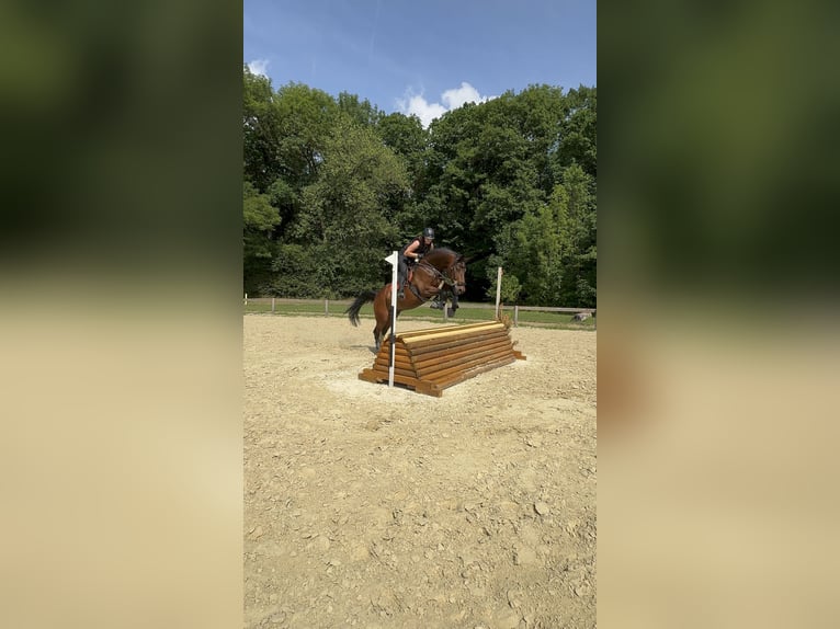 Zangersheider Wallach 7 Jahre 170 cm Brauner in Rh&#xF6;nblick
