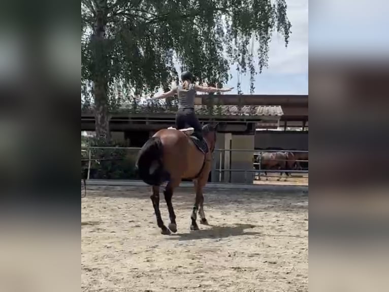 Zangersheider Wallach 7 Jahre 170 cm Brauner in Mengen