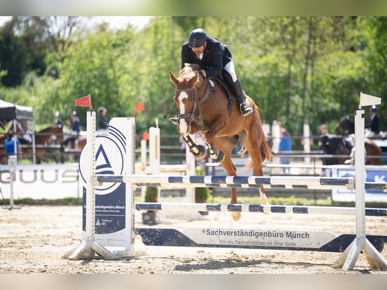 Zangersheider Wallach 7 Jahre 170 cm Fuchs in Kruft