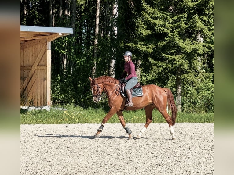 Zangersheider Wallach 7 Jahre 170 cm Fuchs in Pelmberg