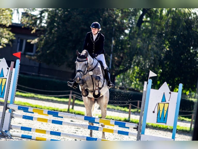 Zangersheider Wallach 7 Jahre 170 cm Schimmel in Czyżowice