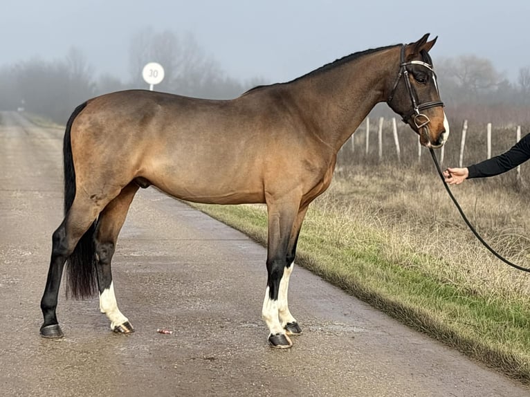 Zangersheider Wallach 7 Jahre 171 cm Rotbrauner in Szarvas