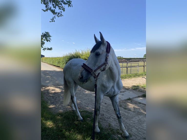 Zangersheider Wallach 7 Jahre 171 cm White in Koningsbosch