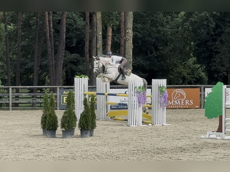 Zangersheider Wallach 7 Jahre 171 cm White in Koningsbosch