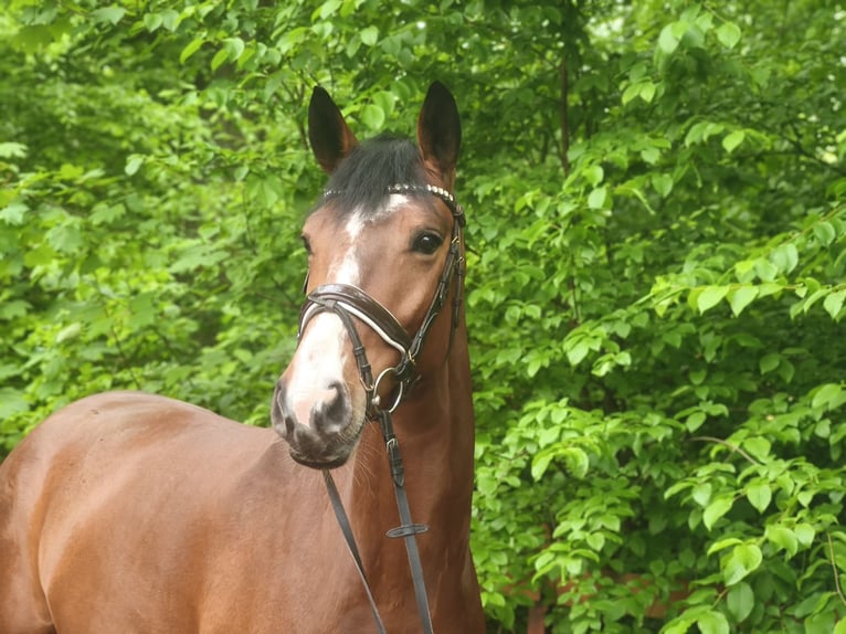 Zangersheider Wallach 7 Jahre 172 cm Brauner in Braunschweig