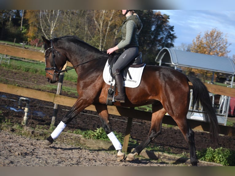 Zangersheider Wallach 7 Jahre 172 cm Dunkelbrauner in Achtmaal