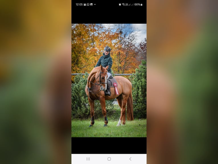 Zangersheider Wallach 7 Jahre 172 cm Red Dun in Chomutov