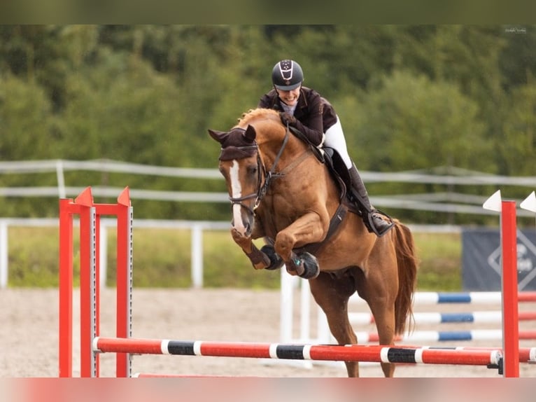 Zangersheider Wallach 7 Jahre 172 cm Red Dun in Chomutov