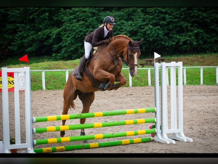 Zangersheider Wallach 7 Jahre 172 cm Red Dun in Chomutov