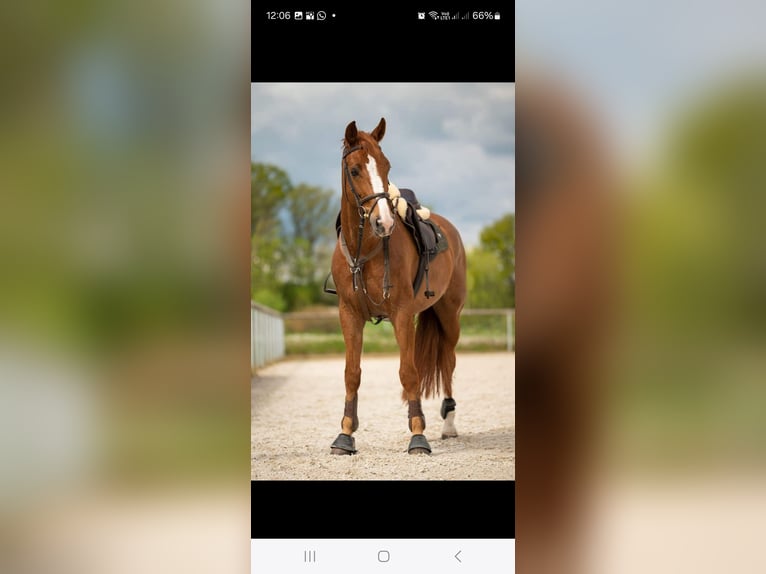 Zangersheider Wallach 7 Jahre 172 cm Red Dun in Chomutov