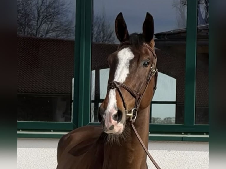 Zangersheider Wallach 7 Jahre 173 cm Brauner in Chieming