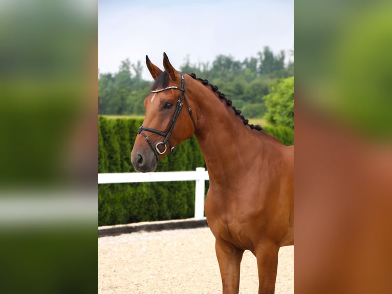 Zangersheider Wallach 7 Jahre 174 cm Brauner in Schwäbisch Hall