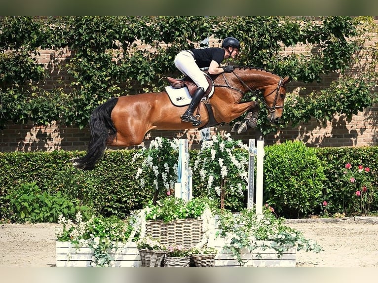 Zangersheider Wallach 7 Jahre 174 cm Brauner in Bladel