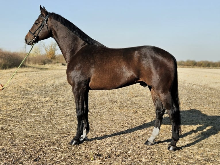 Zangersheider Wallach 7 Jahre 174 cm Brauner in B&#xE9;k&#xE9;s