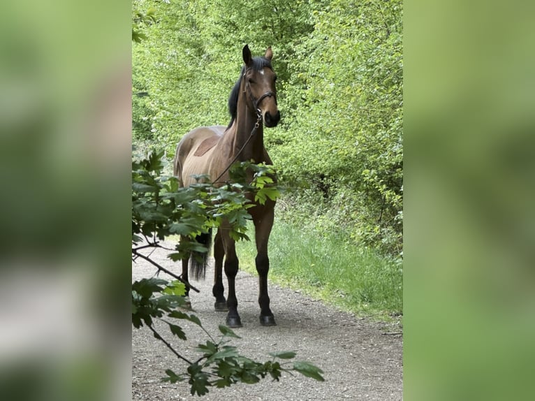 Zangersheider Wallach 7 Jahre 175 cm Brauner in Gangelt