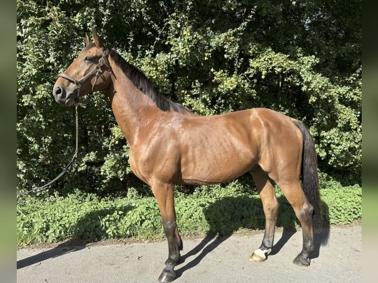 Zangersheider Wallach 7 Jahre 175 cm Brauner in Gangelt