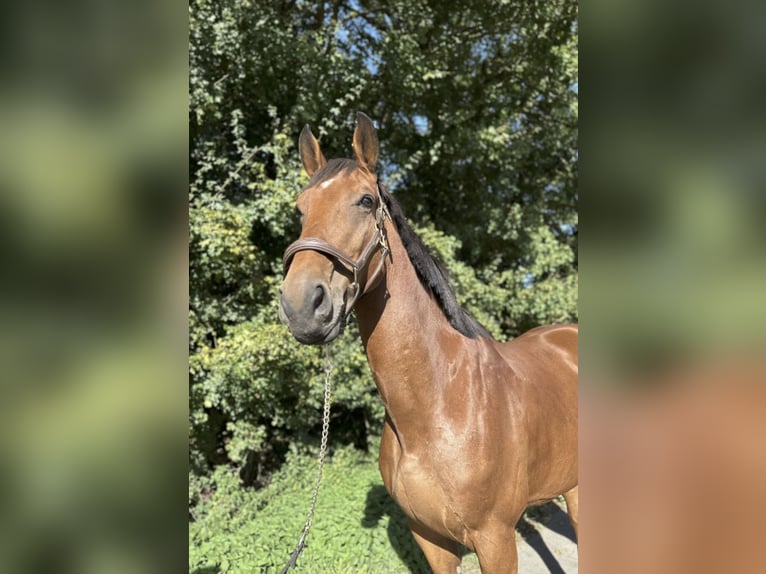Zangersheider Wallach 7 Jahre 175 cm Brauner in Gangelt