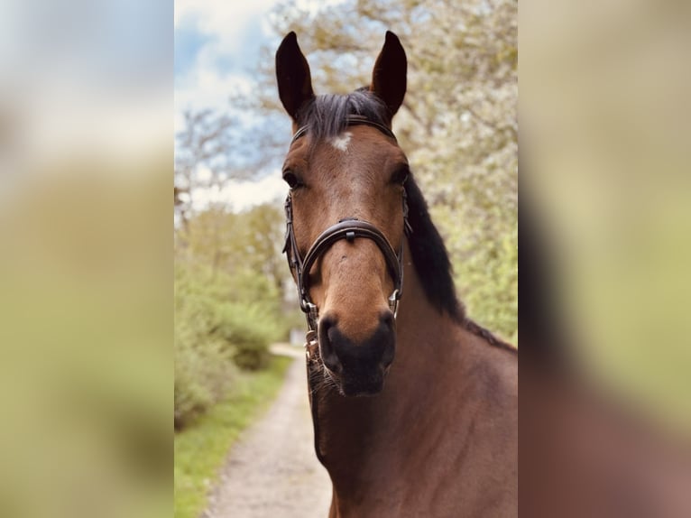 Zangersheider Wallach 7 Jahre 175 cm Brauner in Gangelt