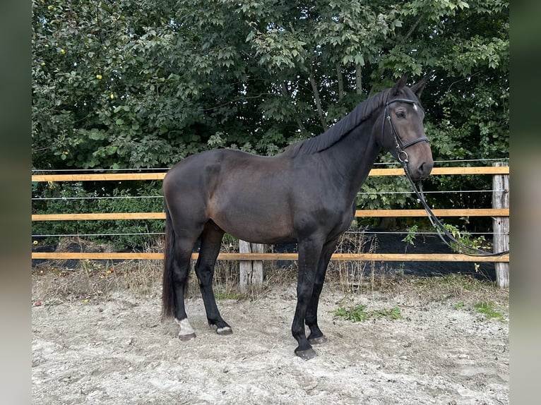 Zangersheider Wallach 7 Jahre 175 cm Schwarzbrauner in Upgant-Schott