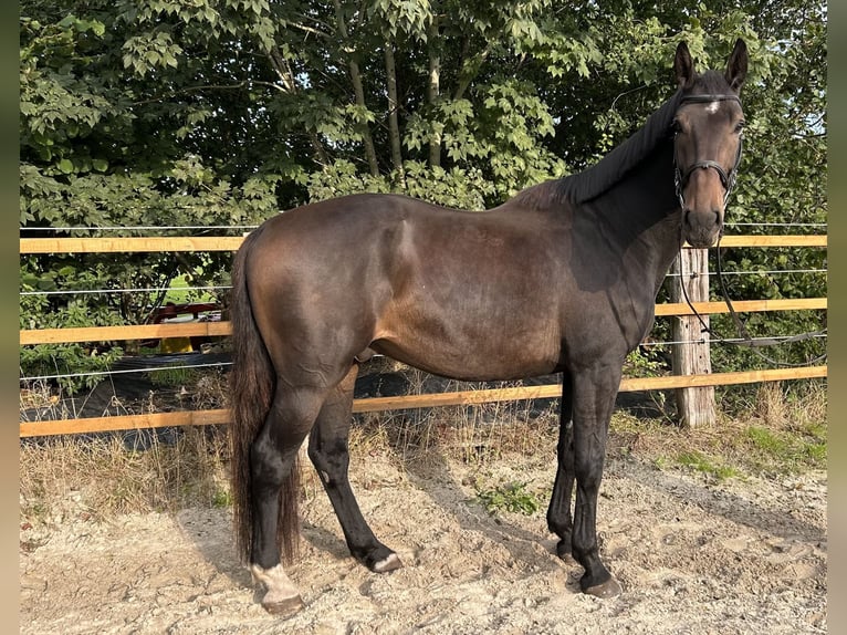 Zangersheider Wallach 7 Jahre 175 cm Schwarzbrauner in Upgant-Schott