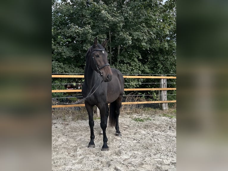 Zangersheider Wallach 7 Jahre 175 cm Schwarzbrauner in Upgant-Schott