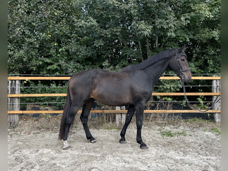 Zangersheider Wallach 7 Jahre 175 cm Schwarzbrauner in Upgant-Schott