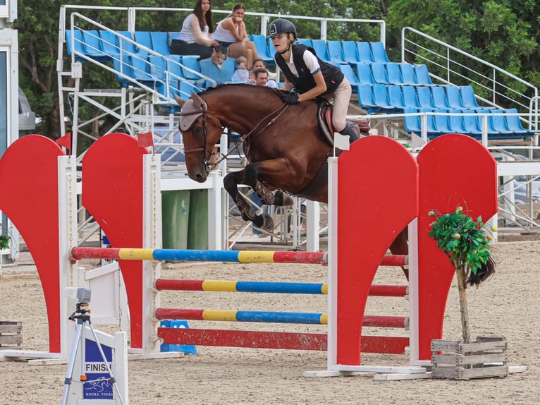 Zangersheider Wallach 7 Jahre 177 cm Rotbrauner in valencia