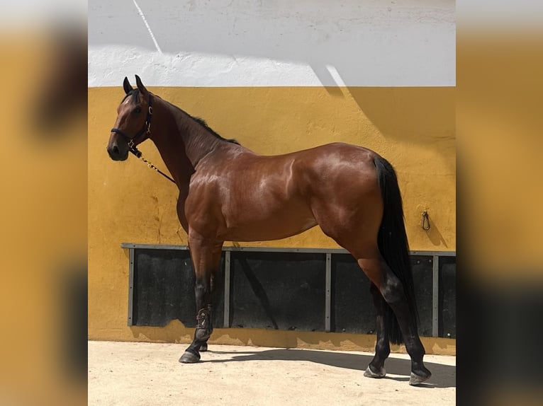 Zangersheider Wallach 7 Jahre 177 cm Rotbrauner in valencia