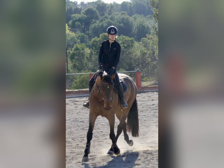 Zangersheider Wallach 7 Jahre 177 cm Rotbrauner in valencia